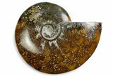 Polished Ammonite (Cleoniceras) Fossil - Madagascar #375902-1